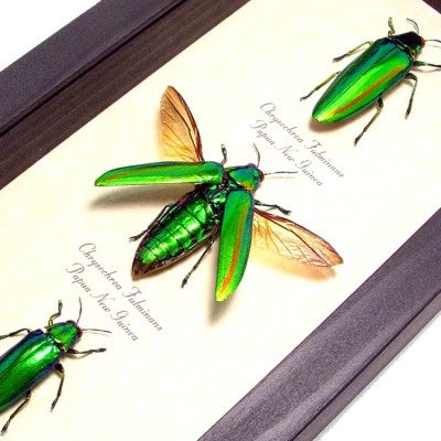 Metallic Green Jewel Beetles