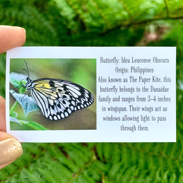 Informational card that comes with purchase features a photo of the butterly with translucent white looking wings with black markings and slight yellow highlights at the body. Wording on card says "Butterfly: Idea Leuconoe Obscura. Origin: Philippines. Also known as the Paper Kite, this butterfly belongs to the Danaidae family and ranges from 3-4 inches in wingspan. Their wings act as windows allowing light to pass through them."
