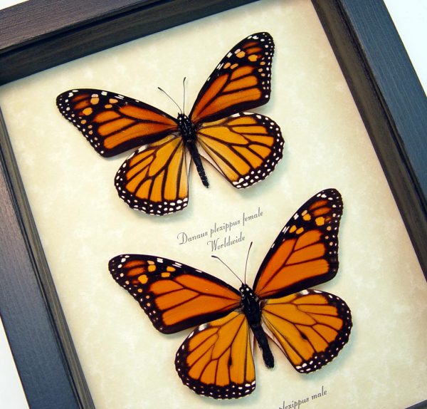 Monarch Pair Framed Butterflies