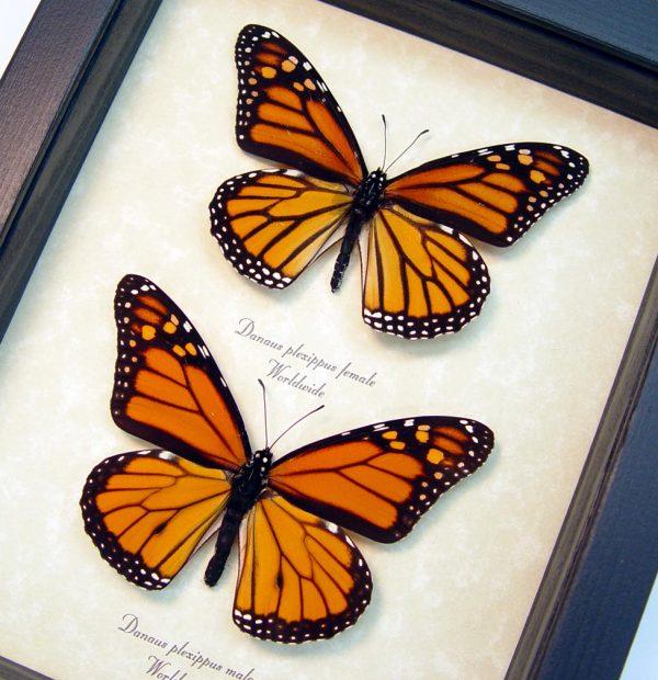 Monarch Pair Framed Butterflies