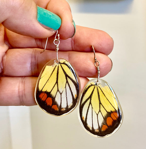 “Painted Jezebel” Butterfly Wing Earrings