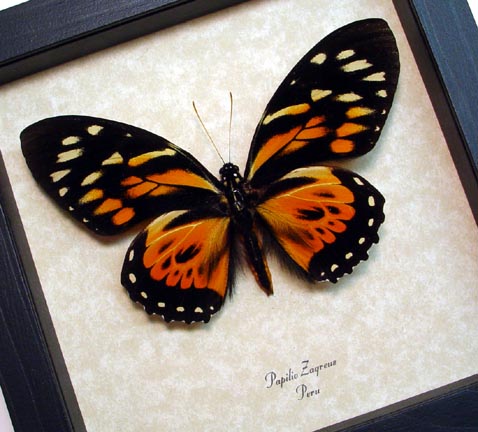 Giant Orange Tiger Butterfly