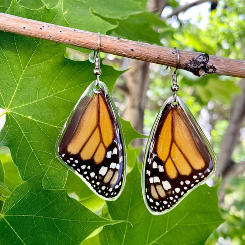 Real Monarch Butterfly Earrings